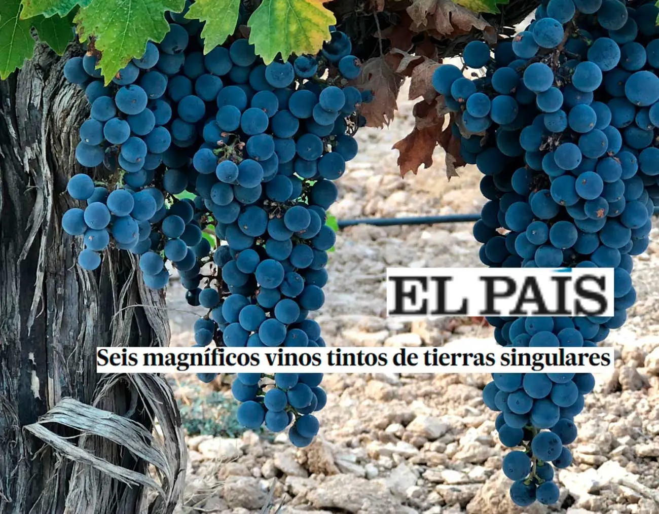 Presscode especialistas en comunicación gastronómica en Madrid