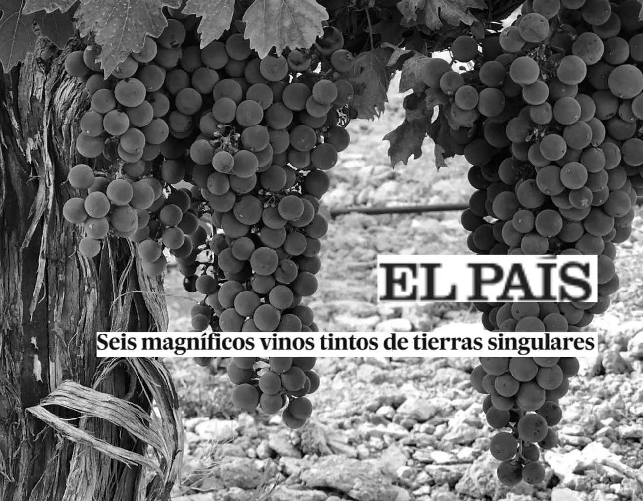 Presscode especialistas en comunicación gastronómica en Madrid